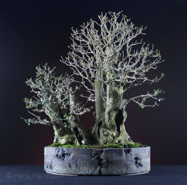 Privet bonsai